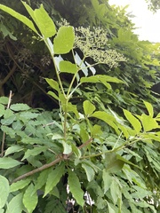 Sambucus nigra