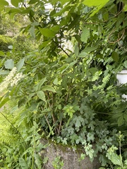 Sambucus nigra