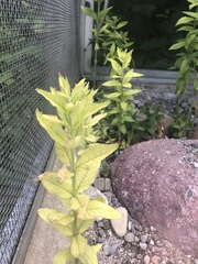 Lysimachia vulgaris