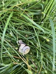 Cepaea nemoralis