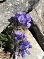 Polemonium viscosum