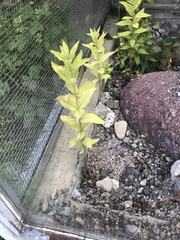 Lysimachia vulgaris