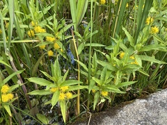 Lysimachia thyrsiflora