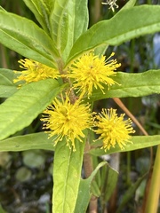 Lysimachia thyrsiflora
