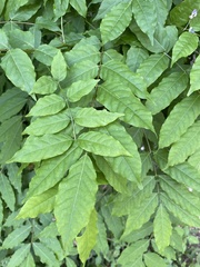 Wisteria sinensis