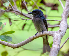 Dicrurus caerulescens