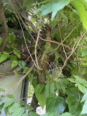 Wisteria sinensis