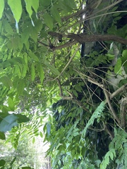 Wisteria sinensis