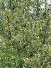 Pinus
