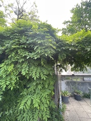 Wisteria sinensis