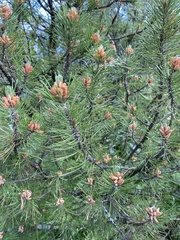 Pinus