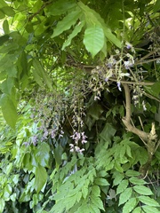 Wisteria sinensis
