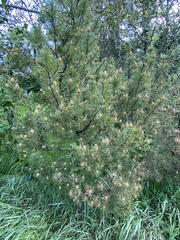 Pinus
