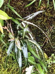 Gardneria multiflora