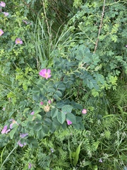 Rosa pendulina