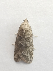 Cnephasia incertana