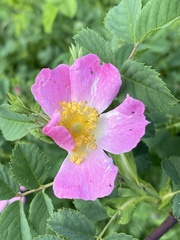 Rosa pendulina