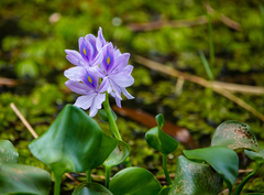 Pontederia crassipes