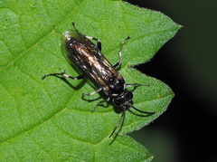 Macrophya albicincta