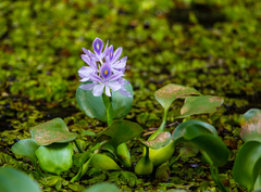 Pontederia crassipes