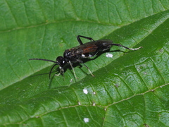 Macrophya blanda
