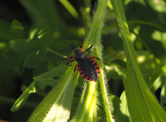 Rhynocoris rubrogularis