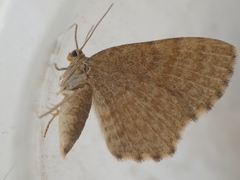 Euchoeca nebulata