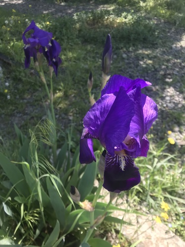 kosatec nemecký (Iris × germanica)