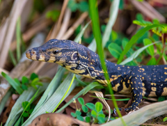 Varanus salvator salvator