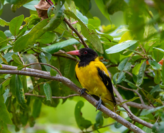 Oriolus xanthornus