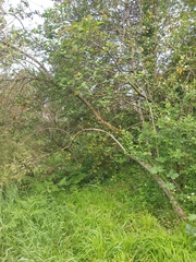Ilex aquifolium