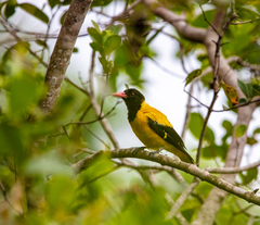Oriolus xanthornus