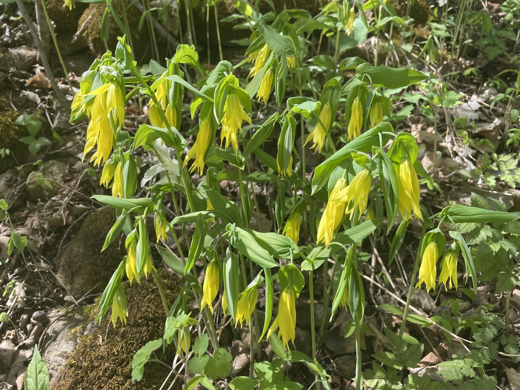 Uvularia grandiflora, Rutland, Vermont, United States