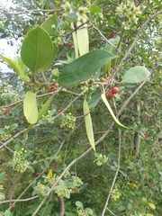 Ilex aquifolium