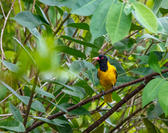 Oriolus xanthornus