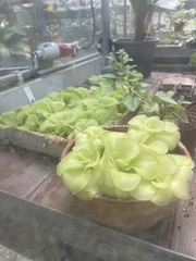 Magnoliopsida