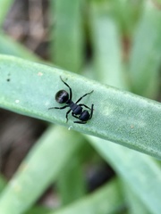 Polyrhachis phryne