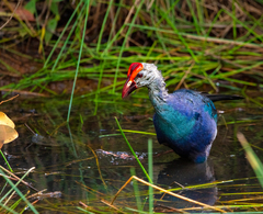 Porphyrio poliocephalus
