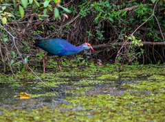 Porphyrio poliocephalus