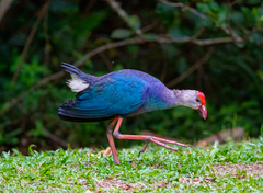 Porphyrio poliocephalus