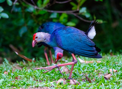 Porphyrio poliocephalus