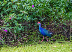 Porphyrio poliocephalus