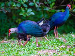 Porphyrio poliocephalus