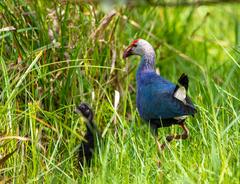 Porphyrio poliocephalus