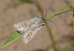 Ctenoceratoda khorgossi