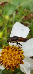 Idiella