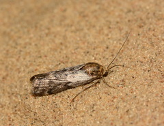 Pterothrixidia