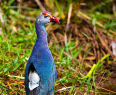 Porphyrio poliocephalus