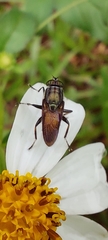 Idiella