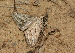 Evergestis desertalis